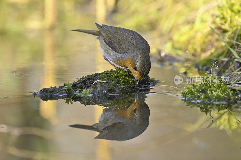 Robin drinking(红心rubecula)